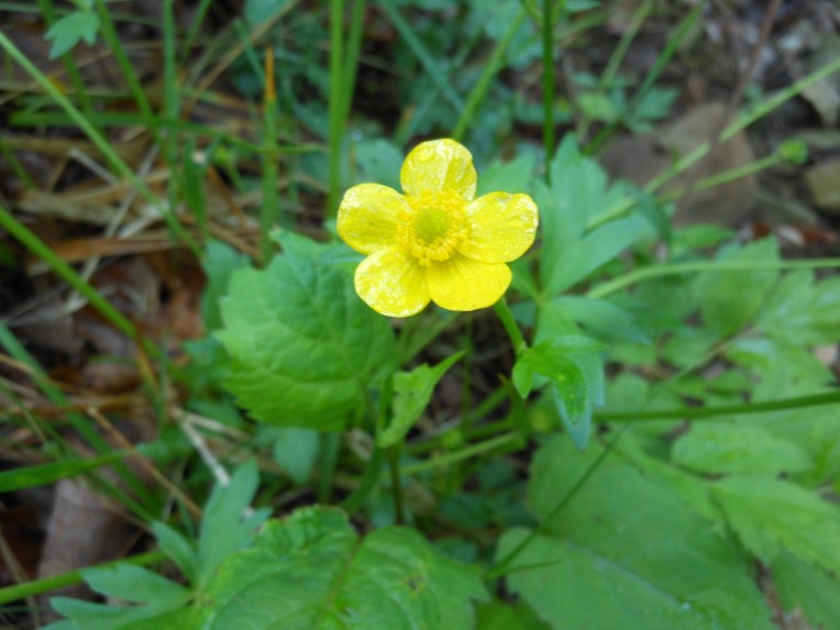 2014-06-03-Allison 012