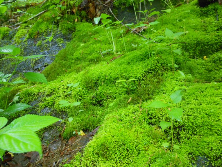 2014-06-03-Allison 043