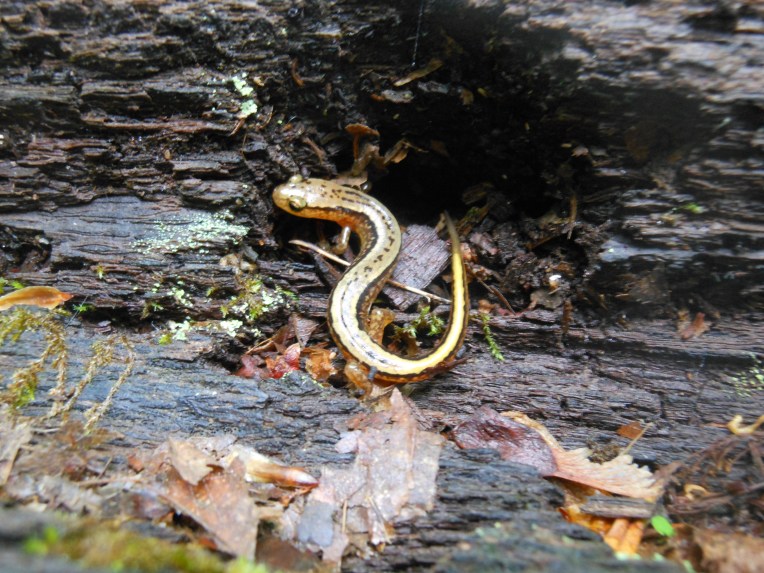 2014-06-03-Allison 048