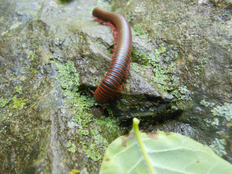 2014-06-03-Allison 060