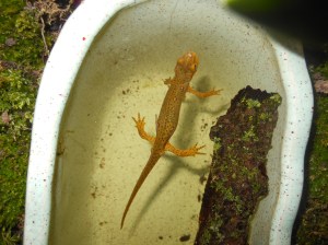 2014-06-06-Allison 002