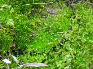 2014-06-06-Allison 016