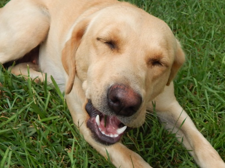 2014-7-22-Allison(new camera) 002