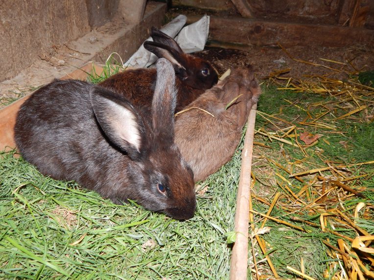 2014-8-16-Allison 051