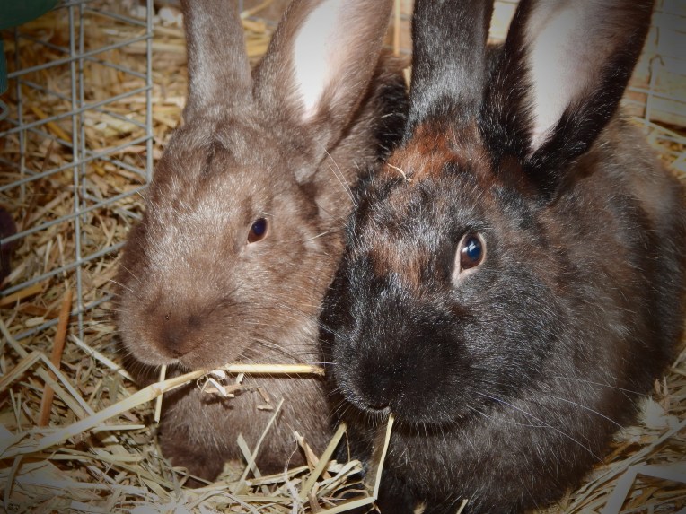 -Allison (grain bin jumping) 029