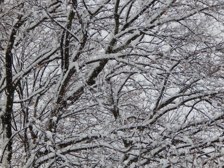 -Allison (Nov. snow, hidden pictures) 030