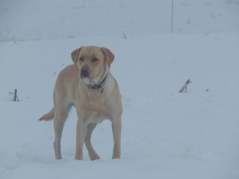 -Allison (Nov. snow, hidden pictures) 044