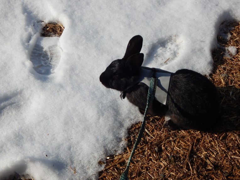 -Allison (Nov. snow, hidden pictures) 049