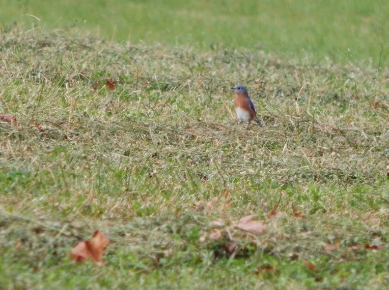 -Allison (walk, bluebirds) 004