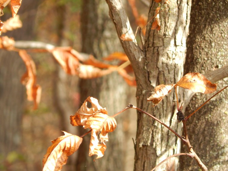 -Allison (walk, bluebirds) 005