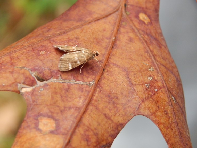 -Allison (walk, bluebirds) 011