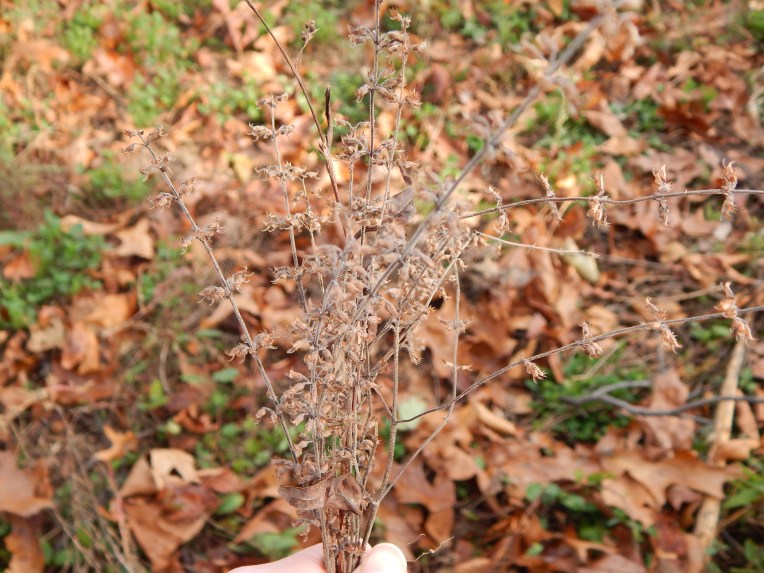 -Allison (walk, bluebirds) 014