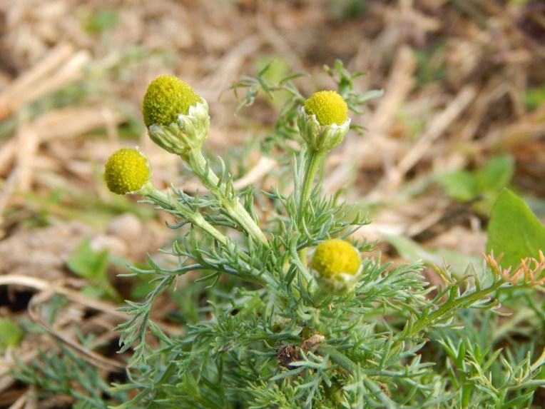 -Allison (walk, bluebirds) 022