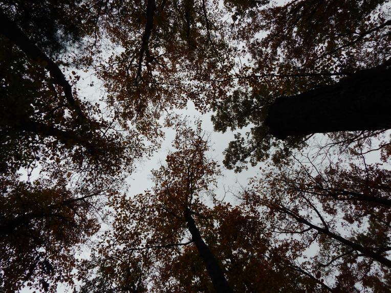 -Allison (walk, bluebirds) 028