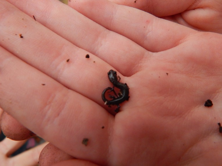 -Allison (walk, bluebirds) 040