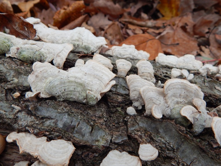 -Allison (walk, bluebirds) 041