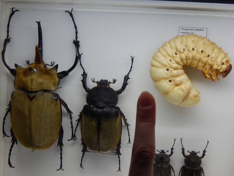 -Allison (Creation Museum) 071