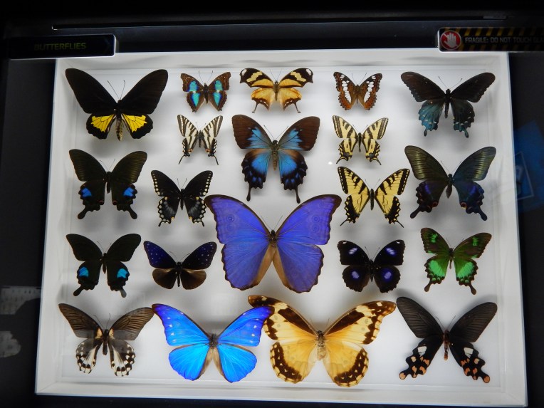 -Allison (Creation Museum) 077