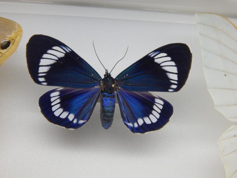 -Allison (Creation Museum) 082