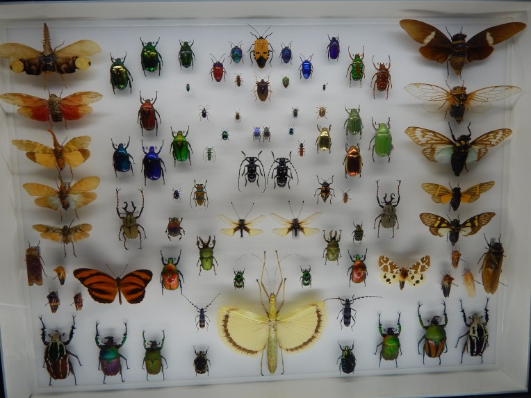 -Allison (Creation Museum) 084