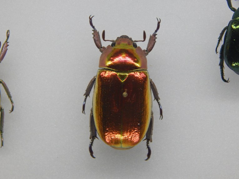 -Allison (Creation Museum) 086