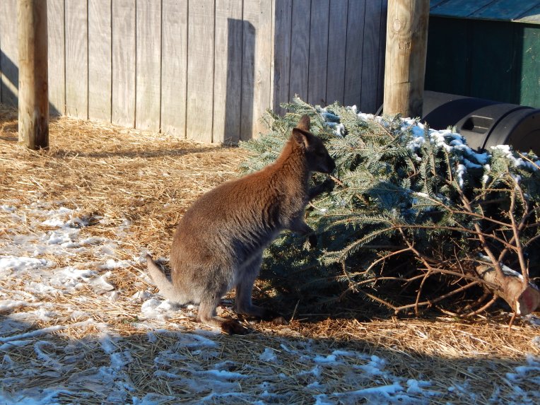 -Allison (Creation Museum) 124