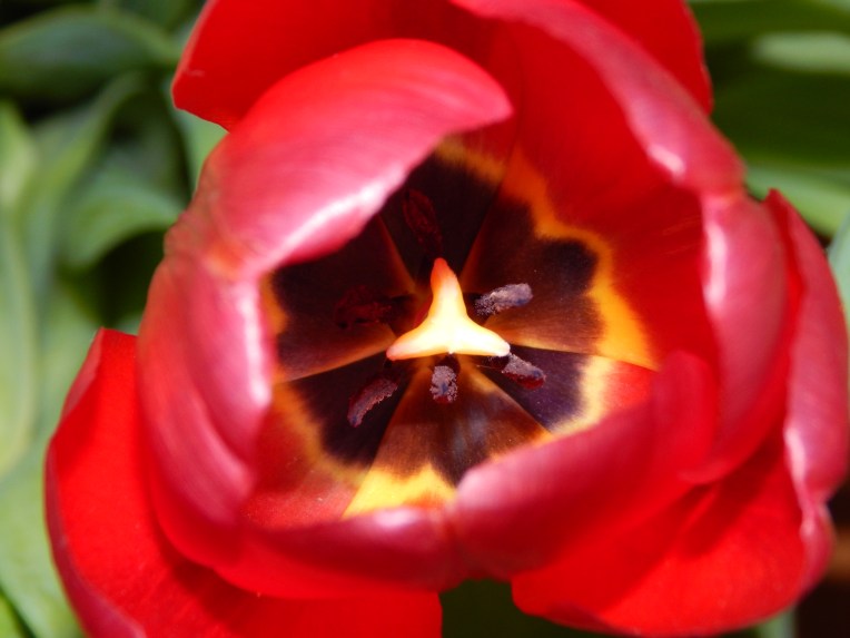 -Allison (headscarves, tulips) 017