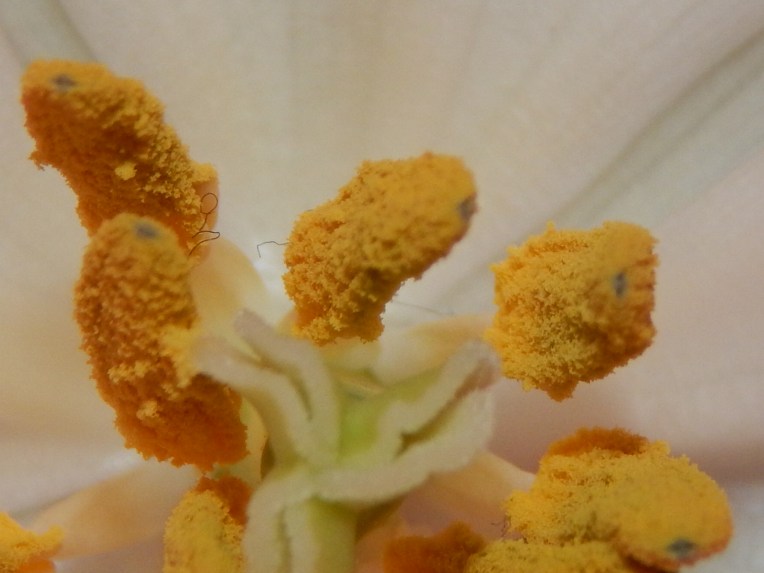 -Allison (headscarves, tulips) 018