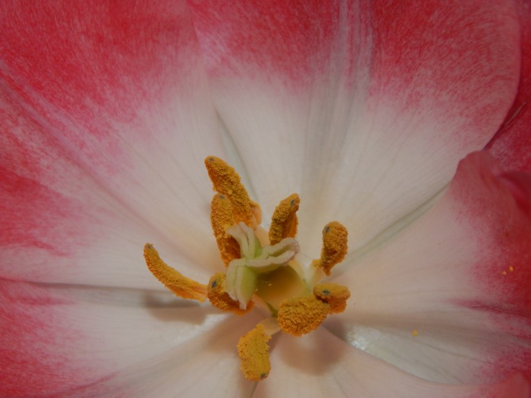 -Allison (headscarves, tulips) 022