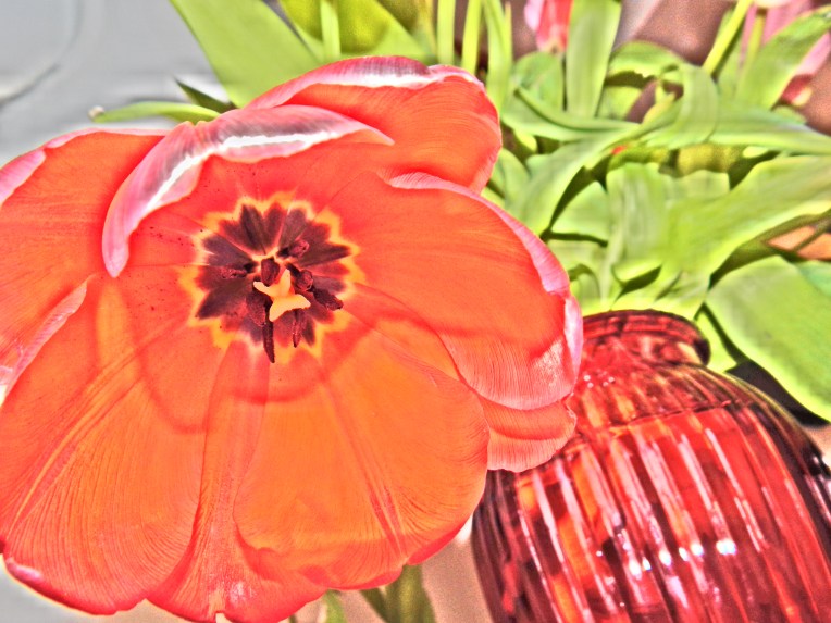 -Allison (headscarves, tulips) 025