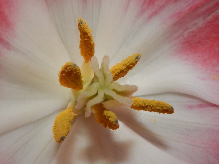 -Allison (headscarves, tulips) 028