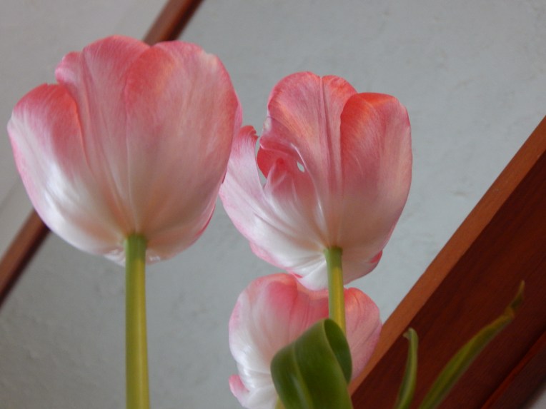 -Allison (headscarves, tulips) 032