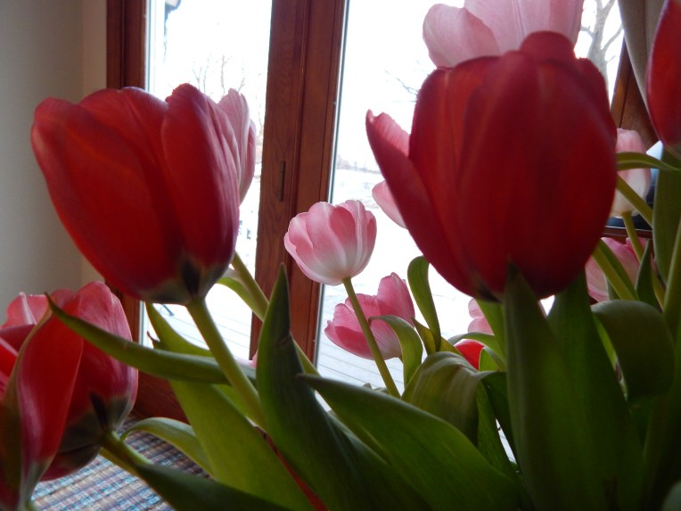 -Allison (headscarves, tulips) 037