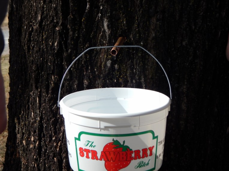 -Allison (maple syrup 002 (1280x960)