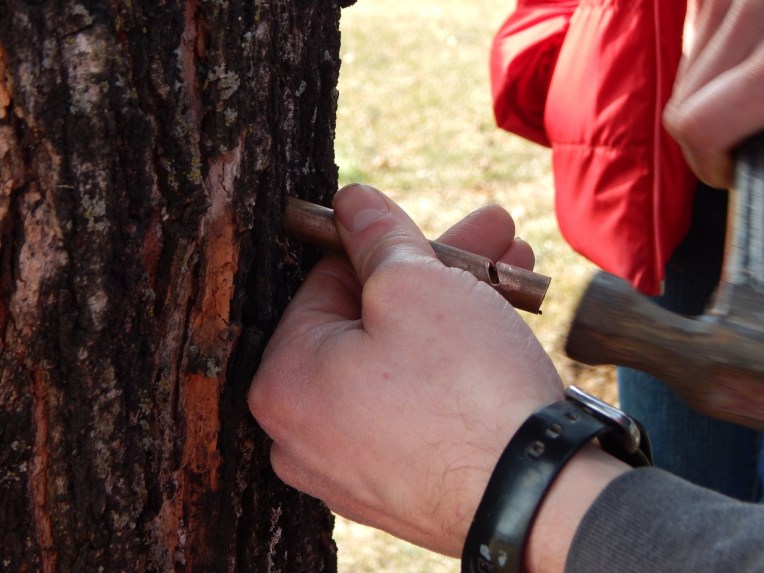 -Allison (maple syrup 004 (1280x960)