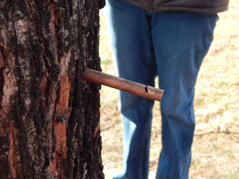 -Allison (maple syrup 005 (1280x960)