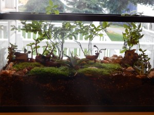 -Allison (bunnies, forest terrarium) 009