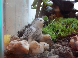 -Allison (bunnies, forest terrarium) 010