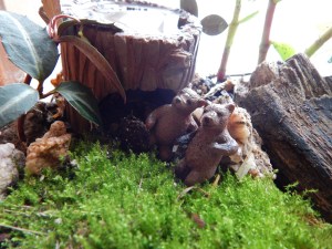 -Allison (bunnies, forest terrarium) 011