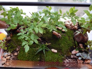 -Allison (bunnies, forest terrarium) 016