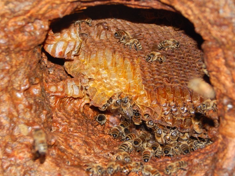 -Allison(walk, arboretum, Lily) 008