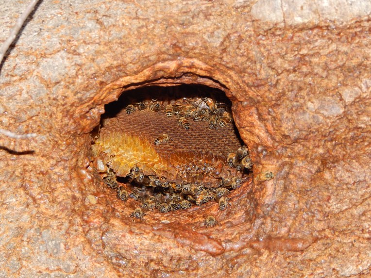 -Allison(walk, arboretum, Lily) 009