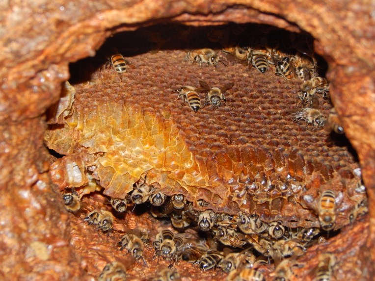 -Allison(walk, arboretum, Lily) 010