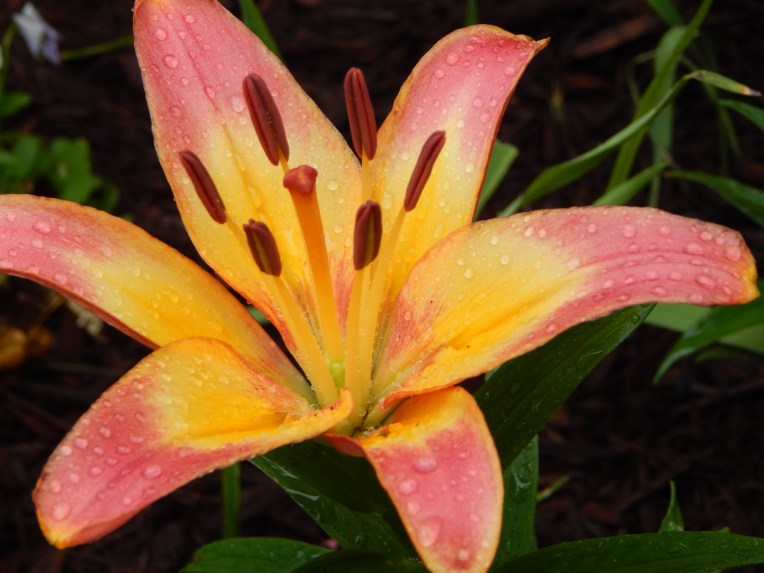 -Allison (bunnies dressed up) 057