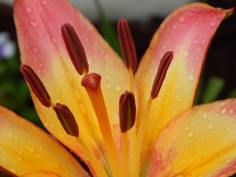 -Allison (bunnies dressed up) 058