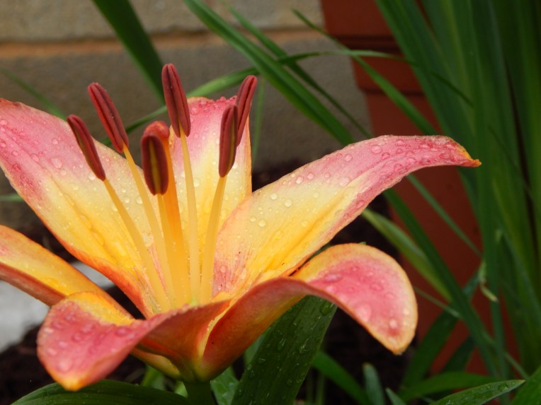 -Allison (bunnies dressed up) 059