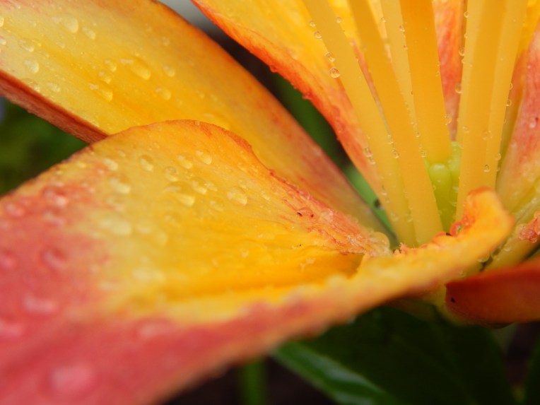 -Allison (bunnies dressed up) 060