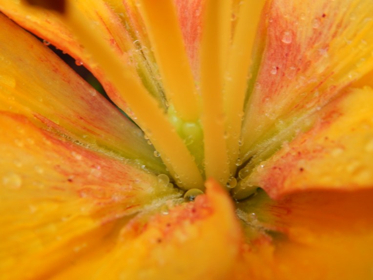 -Allison (bunnies dressed up) 061