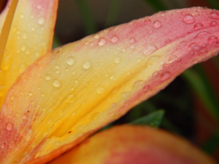 -Allison (bunnies dressed up) 062