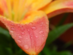 -Allison (bunnies dressed up) 063